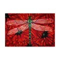 Trademark Fine Art Holly Carr 'Dragonfly And Poppies' Canvas Art, 30x47 ALI29686-C3047GG